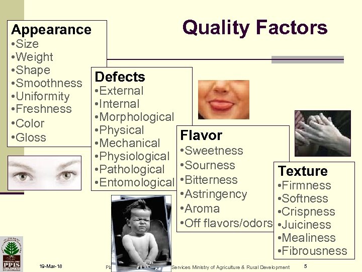 Quality Factors Appearance • Size • Weight • Shape • Smoothness • Uniformity •