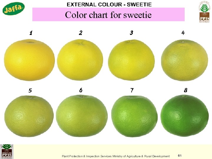Color chart for sweetie Plant Protection & Inspection Services Ministry of Agriculture & Rural