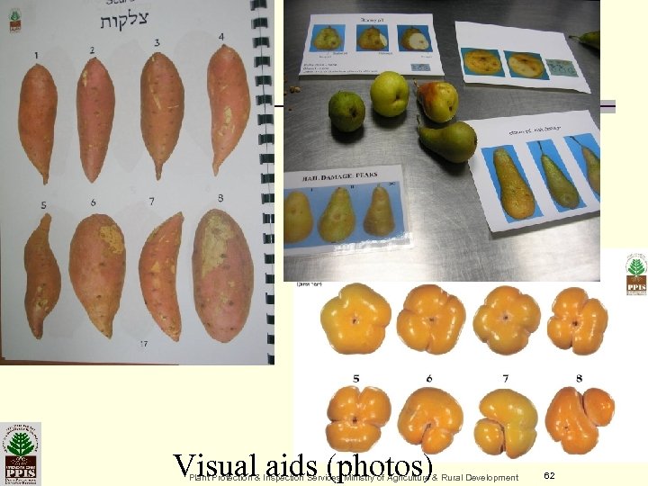 Visual aids (photos) Plant Protection & Inspection Services Ministry of Agriculture & Rural Development