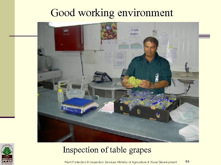 Good working environment Inspection of table grapes Plant Protection & Inspection Services Ministry of