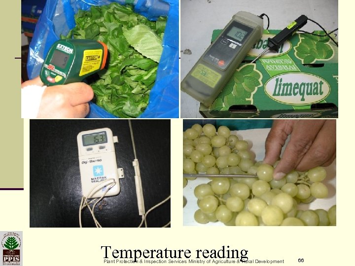 Temperature reading Plant Protection & Inspection Services Ministry of Agriculture & Rural Development 66