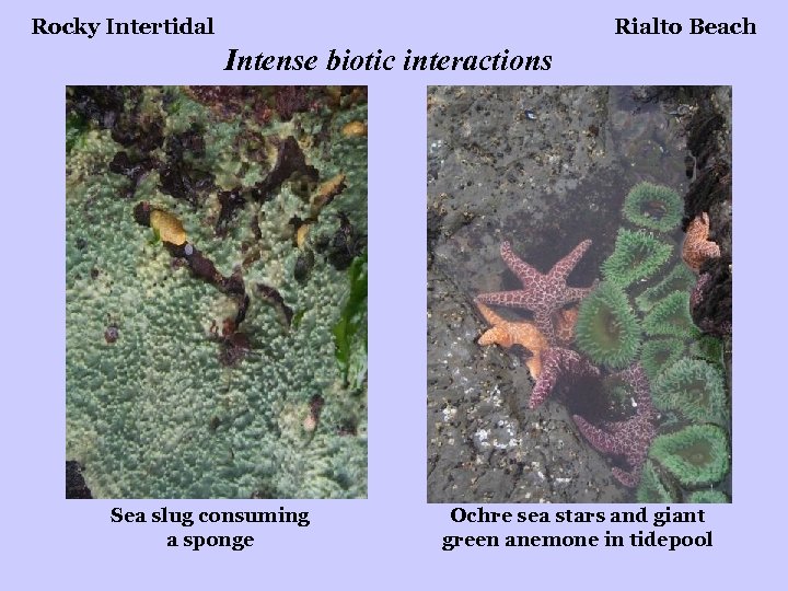 Rocky Intertidal Rialto Beach Intense biotic interactions Sea slug consuming a sponge Ochre sea