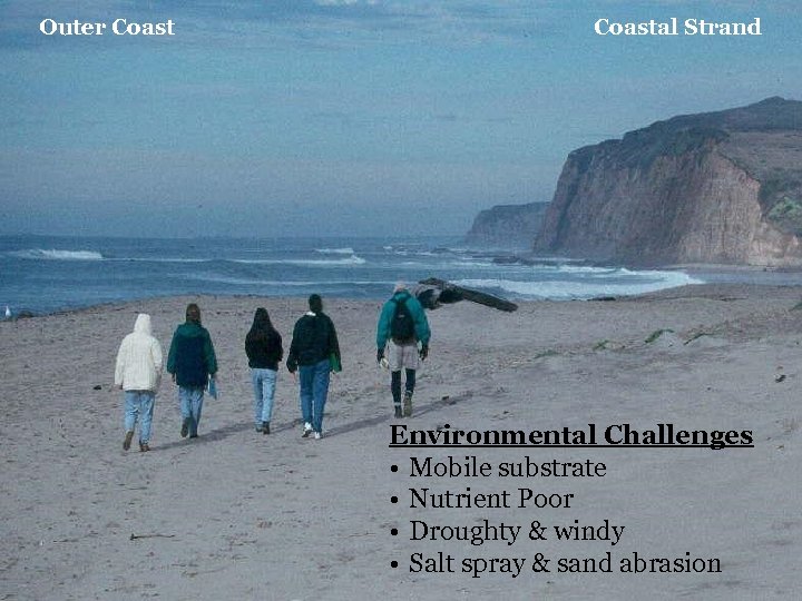 Outer Coastal Strand Environmental Challenges • Mobile substrate • Nutrient Poor • Droughty &