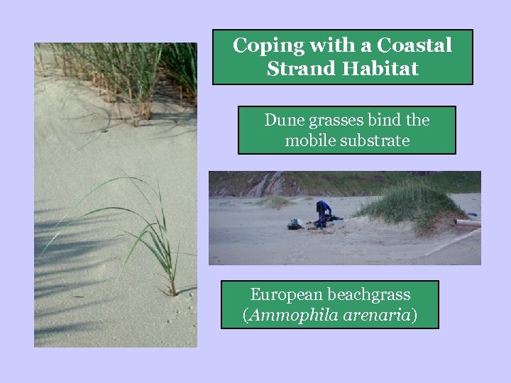 Coping with a Coastal Strand Habitat Dune grasses bind the mobile substrate European beachgrass