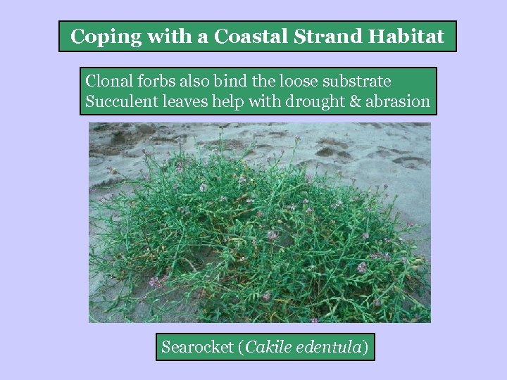 Coping with a Coastal Strand Habitat Clonal forbs also bind the loose substrate Succulent