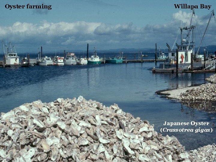 Oyster farming Willapa Bay Japanese Oyster (Crassotrea gigas) 