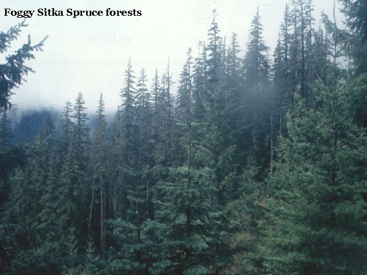 Foggy Sitka Spruce forests 