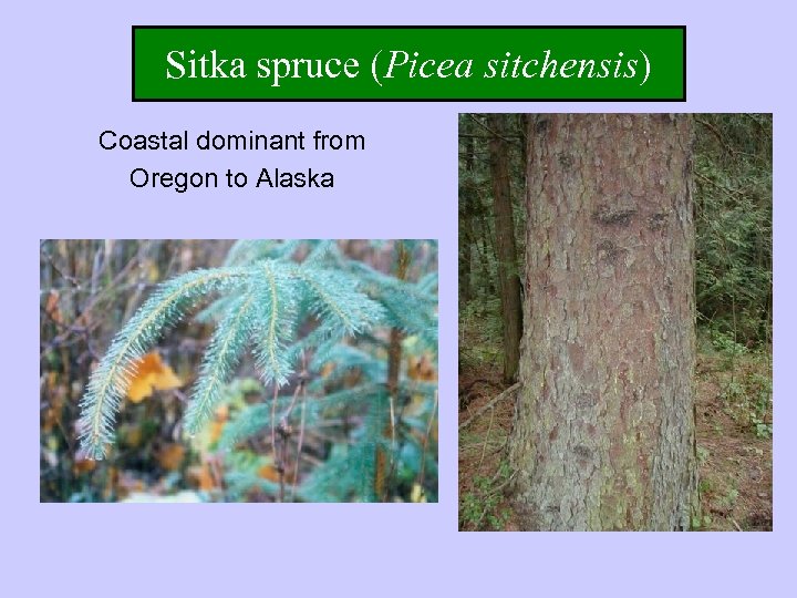 Sitka spruce (Picea sitchensis) Coastal dominant from Oregon to Alaska 