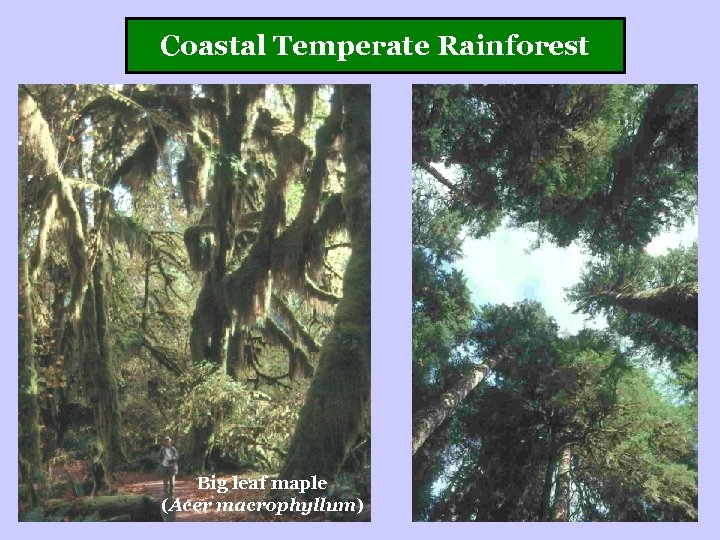 Coastal Temperate Rainforest Big leaf maple (Acer macrophyllum) 