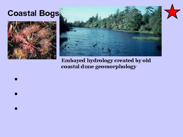 Coastal Bogs Embayed hydrology created by old coastal dune geomorphology • • • 