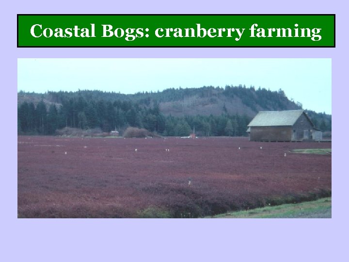 Coastal Bogs: cranberry farming 