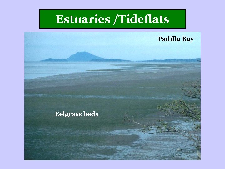 Estuaries /Tideflats Padilla Bay Eelgrass beds 