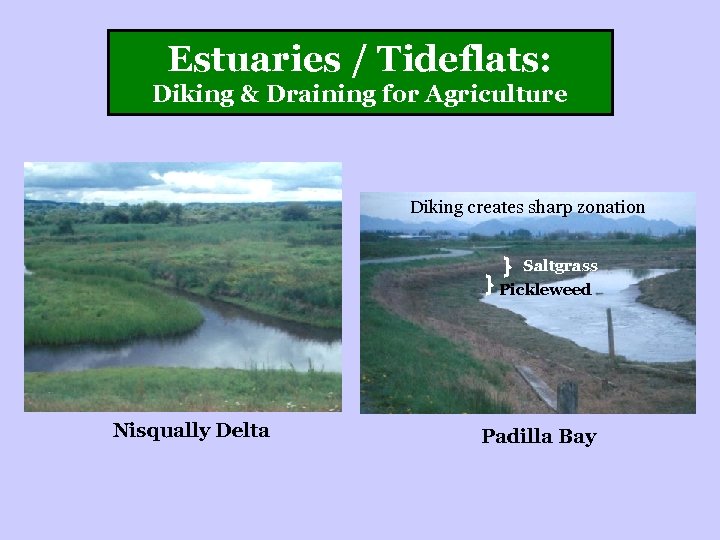 Estuaries / Tideflats: Diking & Draining for Agriculture Diking creates sharp zonation Saltgrass Pickleweed