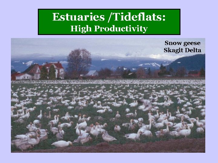 Estuaries /Tideflats: High Productivity Snow geese Skagit Delta 