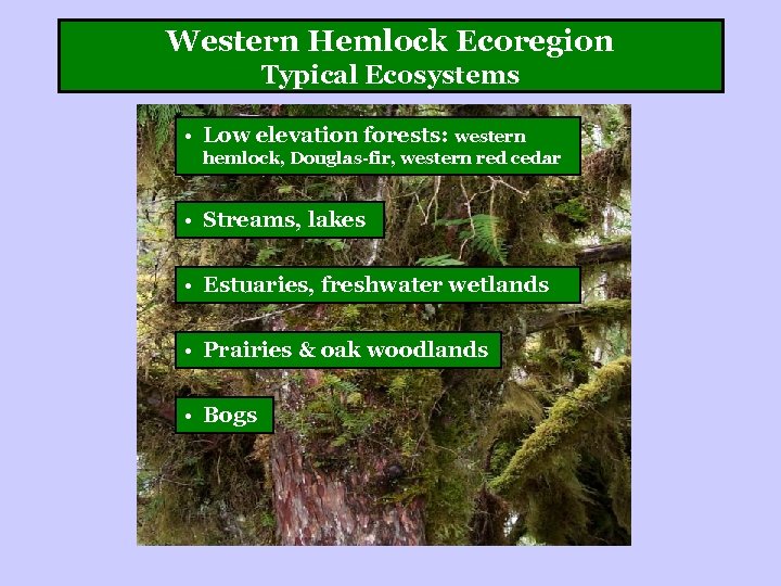 Western Hemlock Ecoregion Typical Ecosystems • Low elevation forests: western hemlock, Douglas-fir, western red