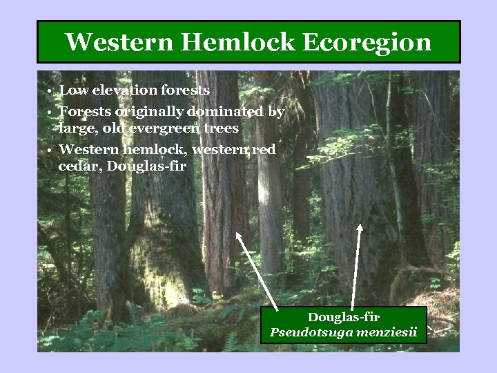 Western Hemlock Ecoregion • Low elevation forests • Forests originally dominated by large, old