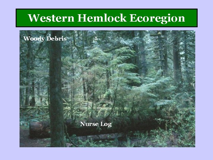 Western Hemlock Ecoregion Woody Debris Nurse Log 