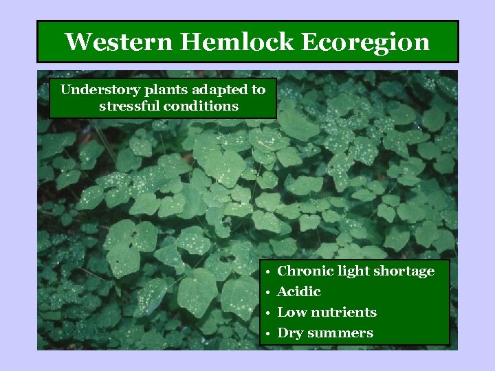 Western Hemlock Ecoregion Understory plants adapted to stressful conditions • • Chronic light shortage