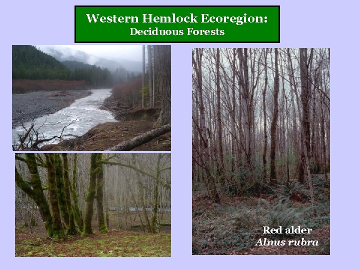 Western Hemlock Ecoregion: Deciduous Forests Red alder Alnus rubra 