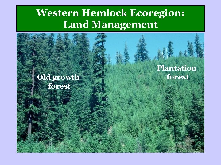 Western Hemlock Ecoregion: Land Management Old growth forest Plantation forest 