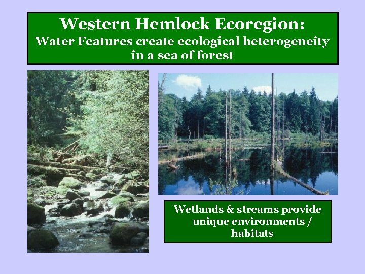 Western Hemlock Ecoregion: Water Features create ecological heterogeneity in a sea of forest Wetlands