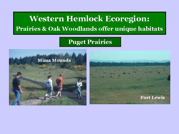 Western Hemlock Ecoregion: Prairies & Oak Woodlands offer unique habitats Puget Prairies Mima Mounds