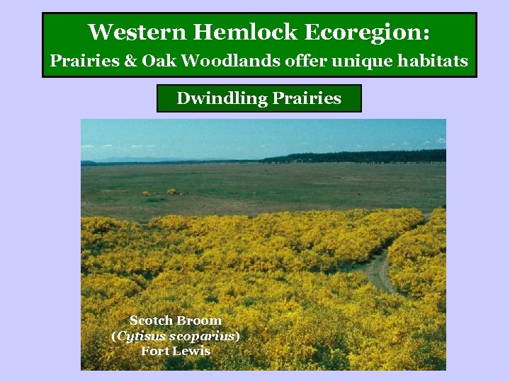 Western Hemlock Ecoregion: Prairies & Oak Woodlands offer unique habitats Dwindling Prairies Scotch Broom