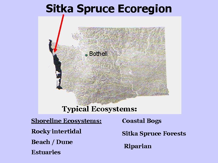 Sitka Spruce Ecoregion Bothell Typical Ecosystems: Shoreline Ecosystems: Coastal Bogs Rocky intertidal Sitka Spruce