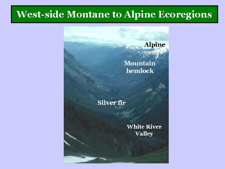 West-side Montane to Alpine Ecoregions Alpine Mountain hemlock Silver fir White River Valley 