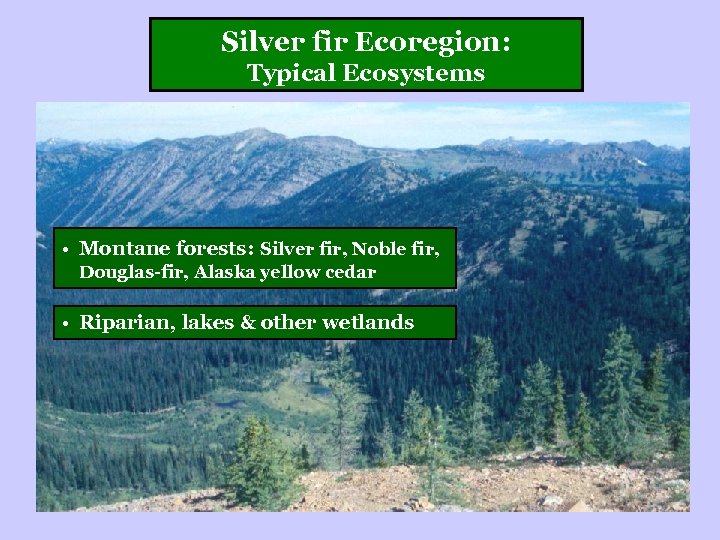 Silver fir Ecoregion: Typical Ecosystems • Montane forests: Silver fir, Noble fir, Douglas-fir, Alaska