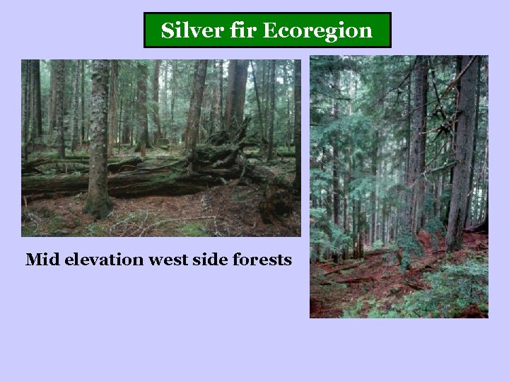 Silver fir Ecoregion Mid elevation west side forests 