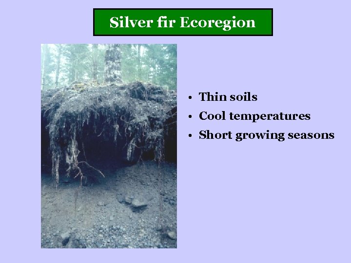 Silver fir Ecoregion • Thin soils • Cool temperatures • Short growing seasons 