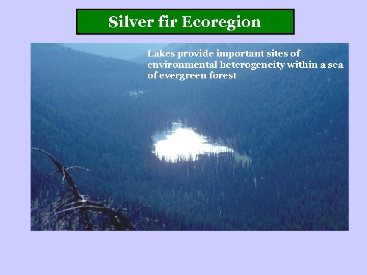 Silver fir Ecoregion Lakes provide important sites of environmental heterogeneity within a sea of