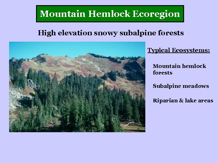 Mountain Hemlock Ecoregion High elevation snowy subalpine forests Typical Ecosystems: Mountain hemlock forests Subalpine