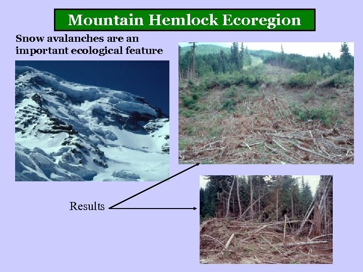 Mountain Hemlock Ecoregion Snow avalanches are an important ecological feature Results 