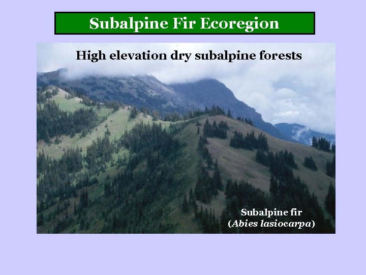 Subalpine Fir Ecoregion High elevation dry subalpine forests Subalpine fir (Abies lasiocarpa) 