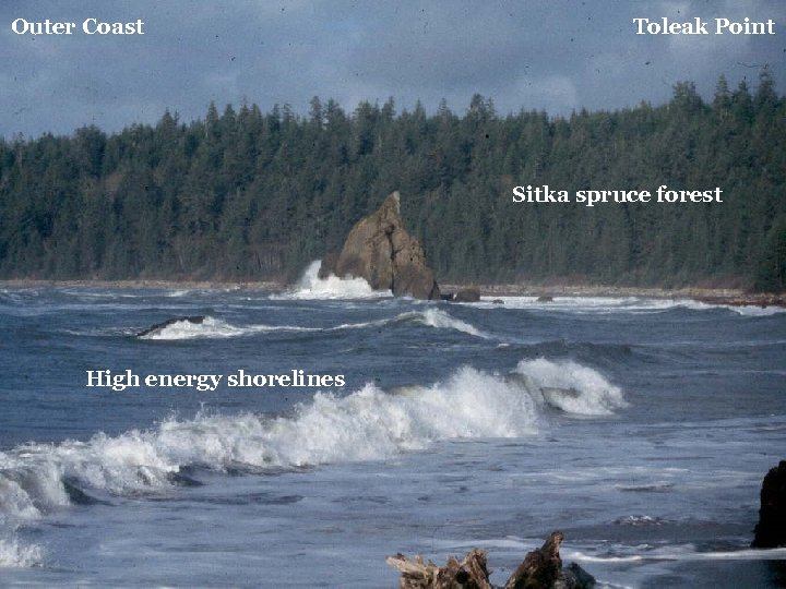 Outer Coast Toleak Point Sitka spruce forest High energy shorelines 