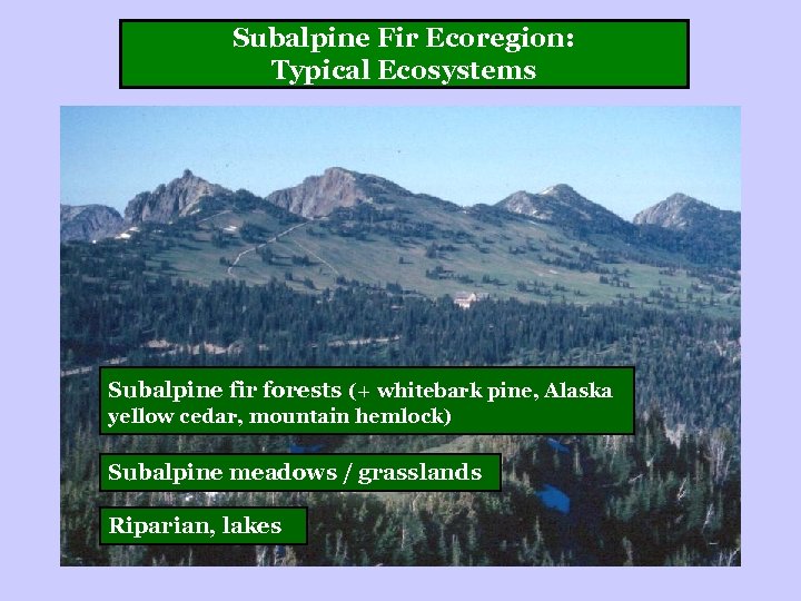 Subalpine Fir Ecoregion: Typical Ecosystems Subalpine fir forests (+ whitebark pine, Alaska yellow cedar,