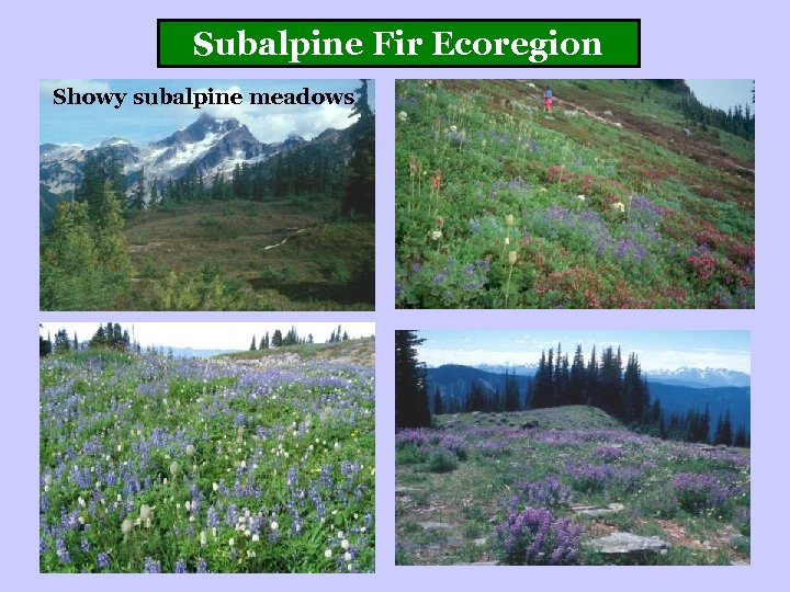 Subalpine Fir Ecoregion Showy subalpine meadows 