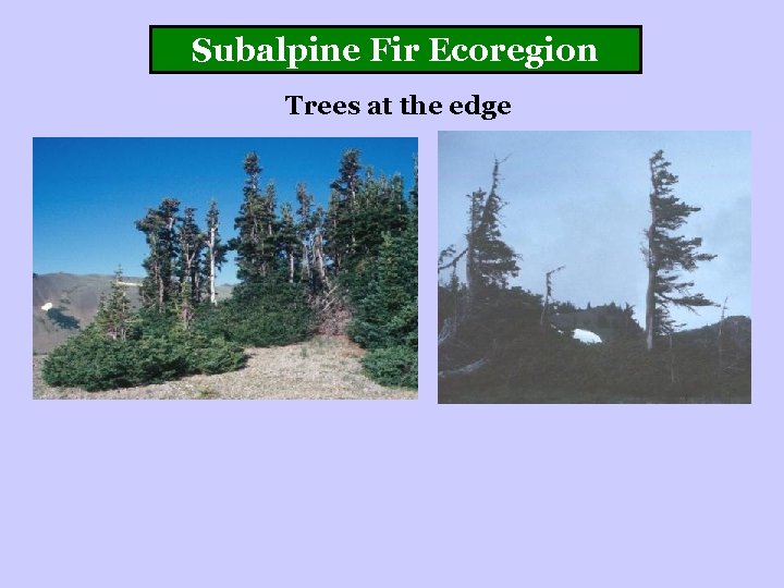 Subalpine Fir Ecoregion Trees at the edge 