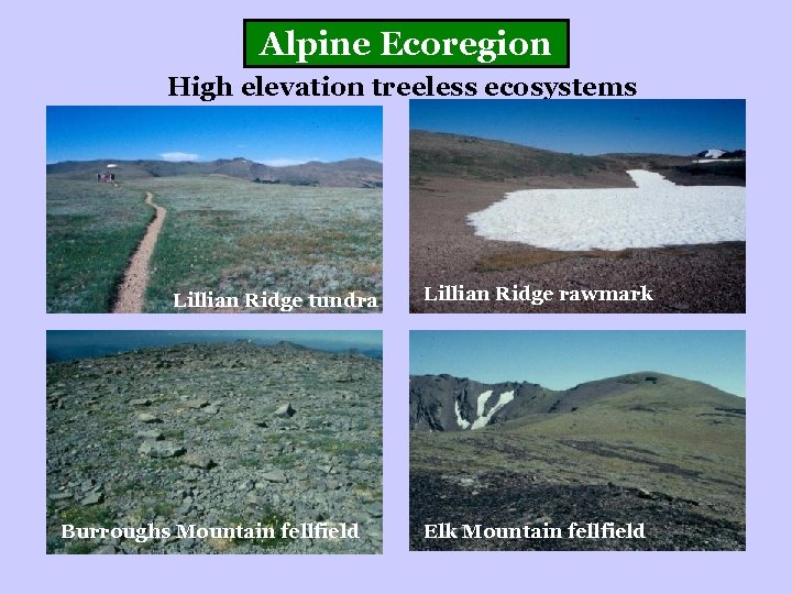 Alpine Ecoregion High elevation treeless ecosystems Lillian Ridge tundra Burroughs Mountain fellfield Lillian Ridge