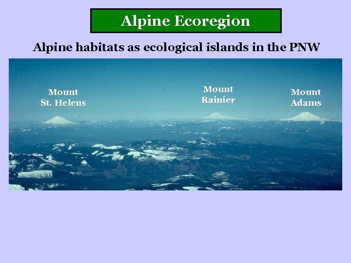 Alpine Ecoregion Alpine habitats as ecological islands in the PNW Mount St. Helens Mount