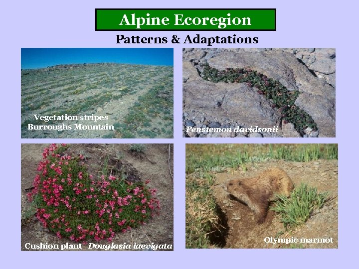 Alpine Ecoregion Patterns & Adaptations Vegetation stripes Burroughs Mountain Cushion plant Douglasia laevigata Penstemon