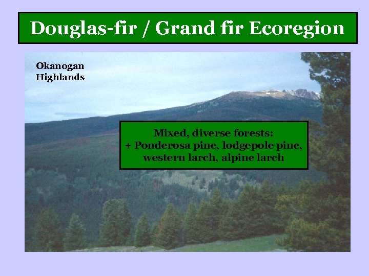 Douglas-fir / Grand fir Ecoregion Okanogan Highlands Mixed, diverse forests: + Ponderosa pine, lodgepole