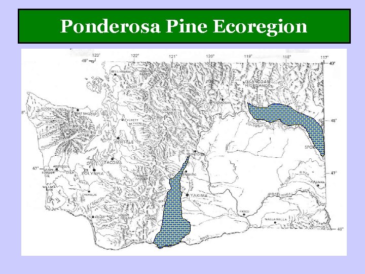 Ponderosa Pine Ecoregion 