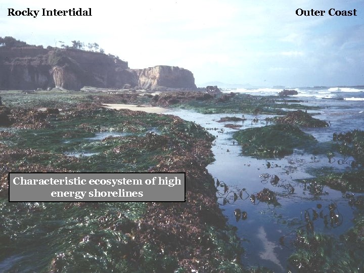 Rocky Intertidal Characteristic ecosystem of high energy shorelines Outer Coast 