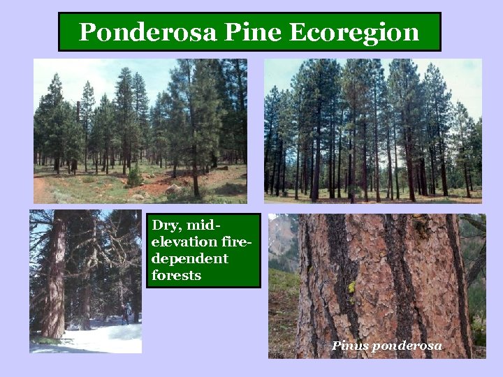 Ponderosa Pine Ecoregion Dry, midelevation firedependent forests Pinus ponderosa 