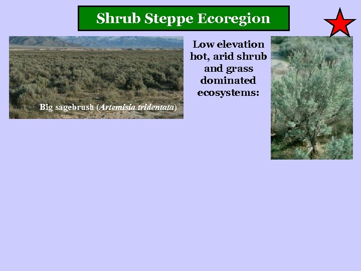 Shrub Steppe Ecoregion Low elevation hot, arid shrub and grass dominated ecosystems: Big sagebrush