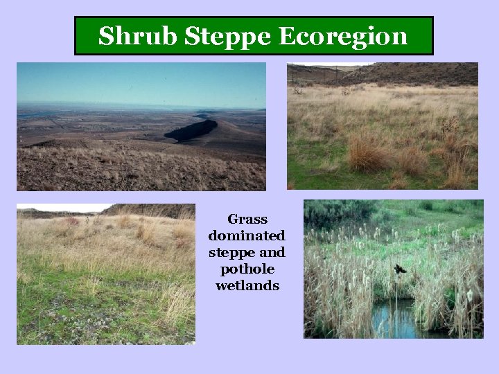 Shrub Steppe Ecoregion Grass dominated steppe and pothole wetlands 