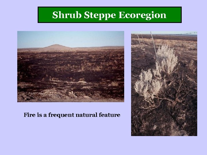 Shrub Steppe Ecoregion Fire is a frequent natural feature 